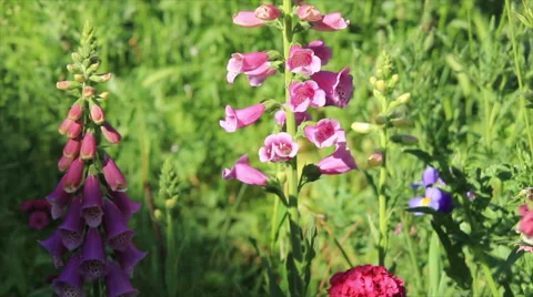 Meadow flowers Stock Footage 64915082