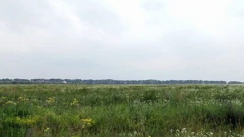 Meadow flowers Video stock 72860145