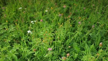Meadow with flowers Stock Footage 85860345