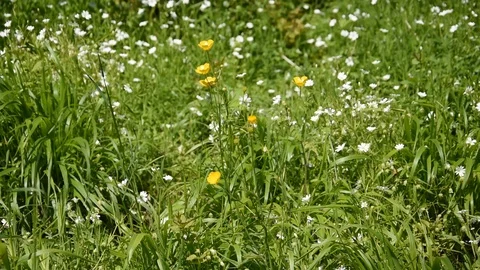 Meadow flowers Stock Footage 107876183