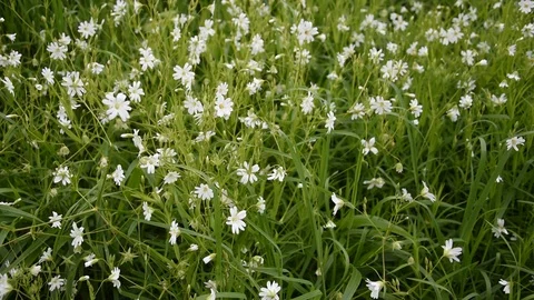 Meadow flowers Stock Footage 107876304