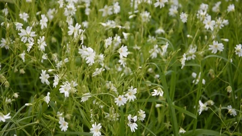 Meadow flowers Stock Footage 107876787