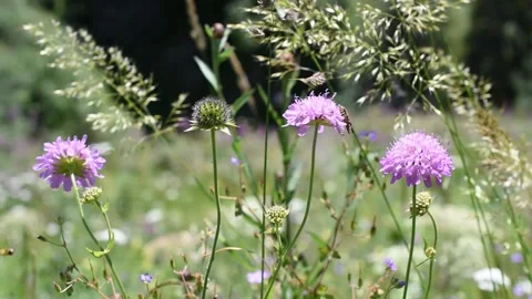 Meadow with flowers Stock Footage 136650366