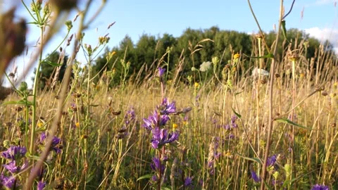 Meadow with flowers Video stock 158666319