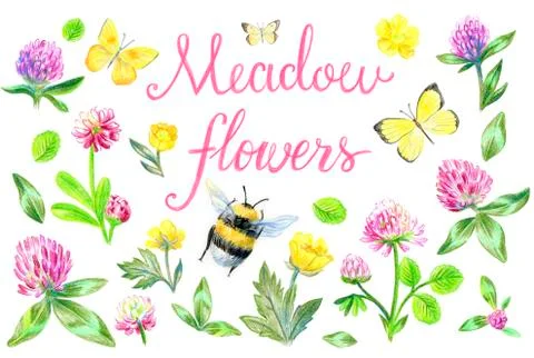 Meadow flowers Stock Illustration