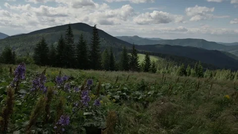 Meadow flowers in the mountains fluttering in the wind. smooth movement 스톡 동영상 77547540
