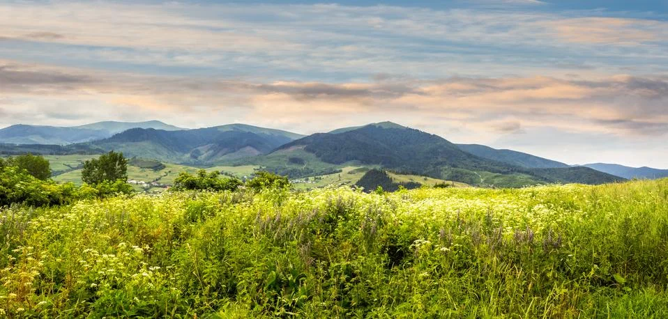 Meadow with flowers in mountains Stock Photos