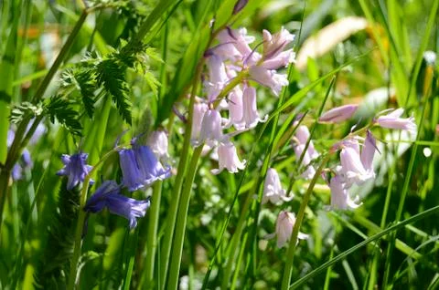 Meadow flowers Foto stock
