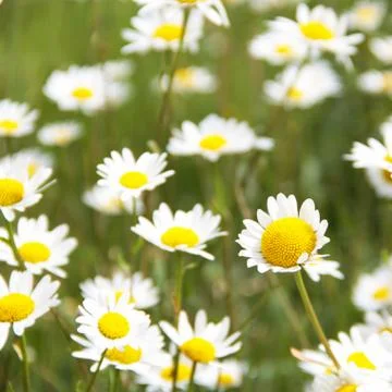 Meadow with flowers Stock Photos