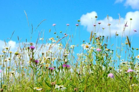 Meadow flowers Stock Photos