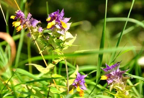 Meadow flowers Stock Photos