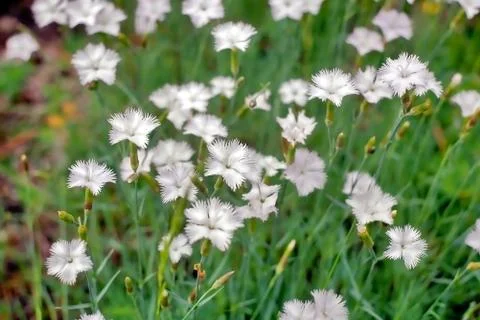Meadow flowers Stock Photos