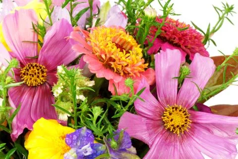 Meadow flowers Foto stock