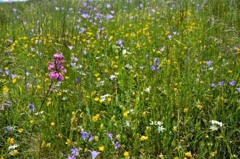 Meadow flowers Stock Photos