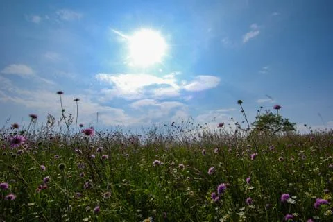 Meadow with flowers Stock Photos