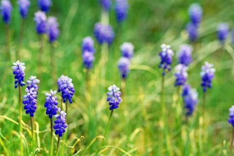 Meadow flowers Stock Photos