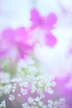 Meadow flowers Stock Photos