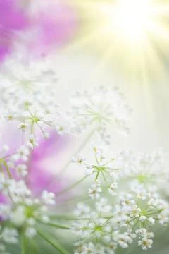 Meadow flowers 스톡 사진