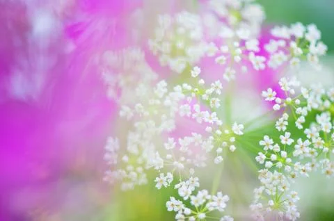 Meadow flowers 스톡 사진