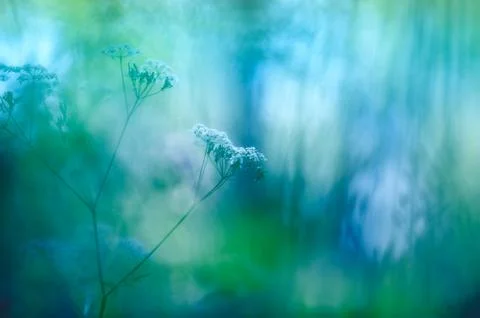 Meadow flowers Stock Photos