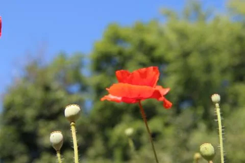 Meadow flowers. Stock-Fotos