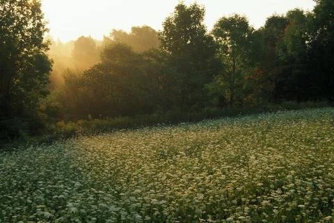 Meadow Of Flowers Foto stock