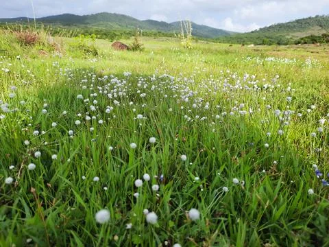 Meadow with flowers. Stock Photos