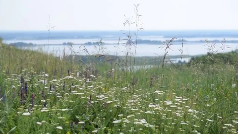Meadow with flowers with river on background Stock Footage 69251707