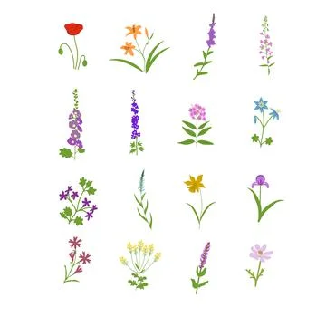 Meadow flowers set Stock Illustration