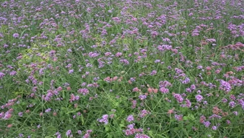 Meadow with flowers in spring Vídeos de archivo 8658554