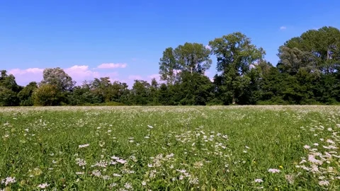 Meadow with flowers in summer time Stock Footage 244749292