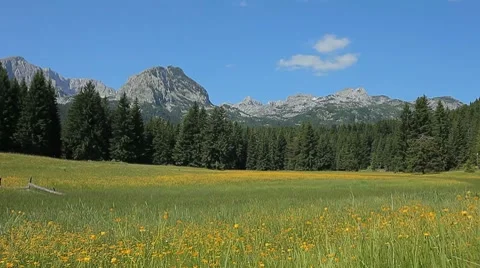 Meadow with flowers, surrounding pine trees and rocky mountains on a sunny day Stock Footage 7747713