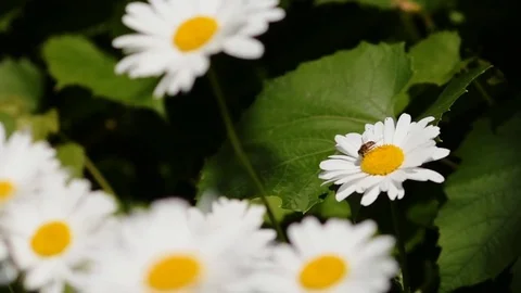 Meadow flowers swaying in the wind. A bee collects nectar Stock Footage 72587154