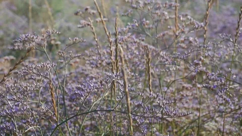 Meadow flowers swing from the wind Stock Footage 94444881