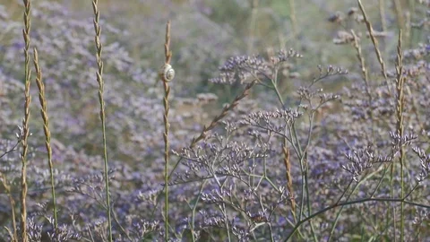 Meadow flowers swing from the wind Stock Footage 94694164