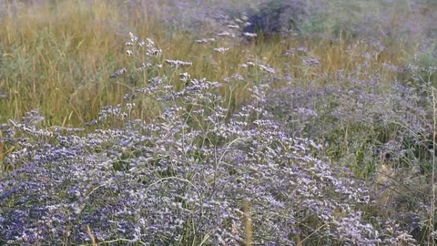 Meadow flowers swing from the wind Stock Footage 95398963