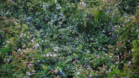 Meadow flowers under the rays of the morning sun Stock Footage 104700547