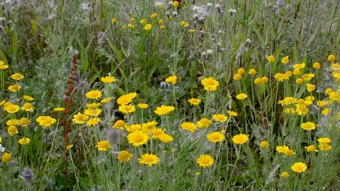 Meadow Flowers in the wind Stock Footage 163983962