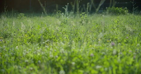 Meadow With Flying Insects 스톡 동영상 246051396