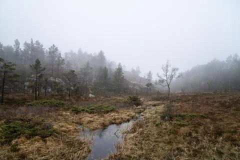 Meadow in the fog Stock Photos