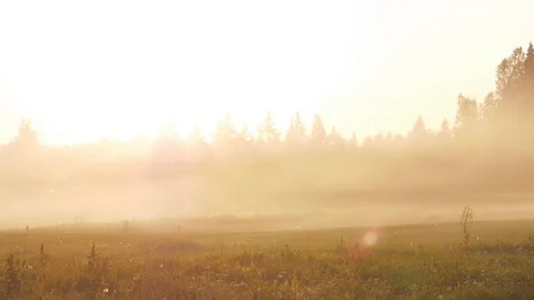 Meadow in the fog at sunset Stock Footage 129117815