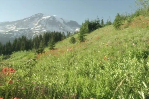 Meadow Stock Footage 335239