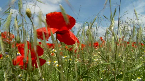 Meadow  Stock Footage 513240