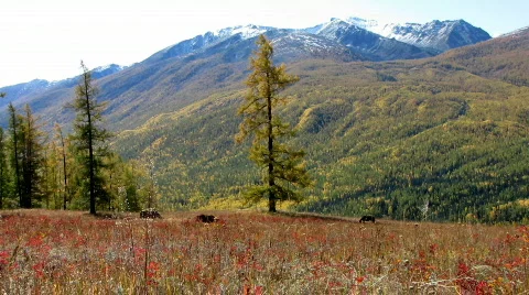 Meadow Stock Footage 624050