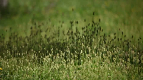 Meadow Stock Footage 22557874