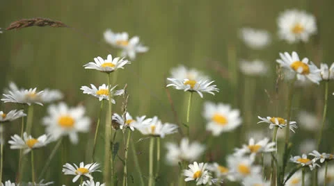 Meadow Stock Footage 23366007