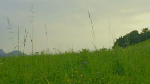 In a meadow Stock-Footage 59797106