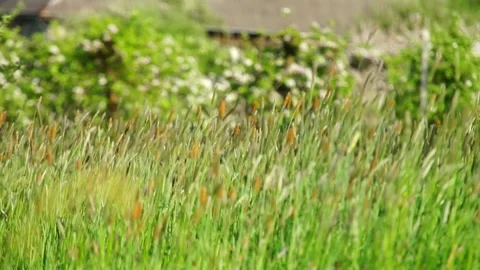Meadow Stock Footage 91308136