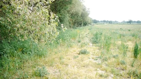 Meadow Stock Footage 112700254