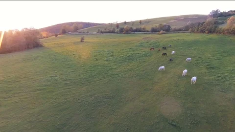 Meadow Video stock 122337820